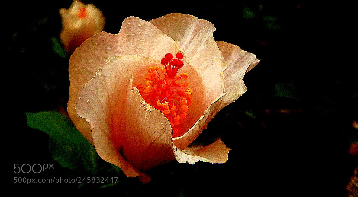 Fujifilm FinePix SL1000 sample photo. Hibisco flower .... photography