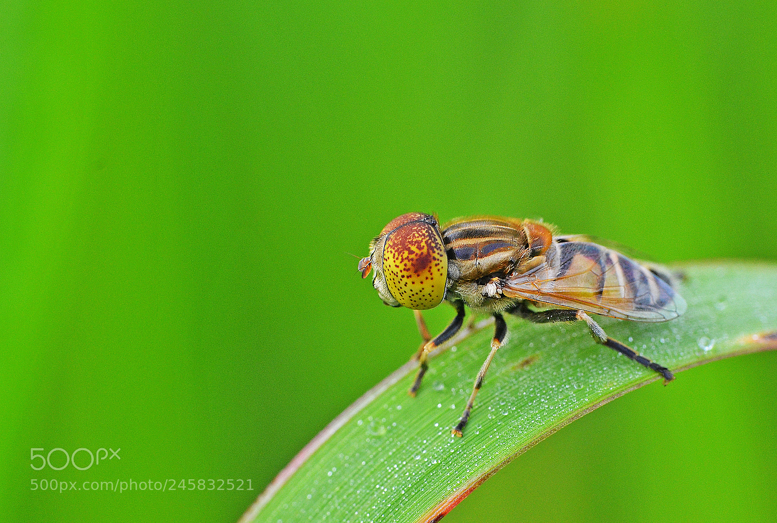 Nikon D3100 sample photo. Insect photography