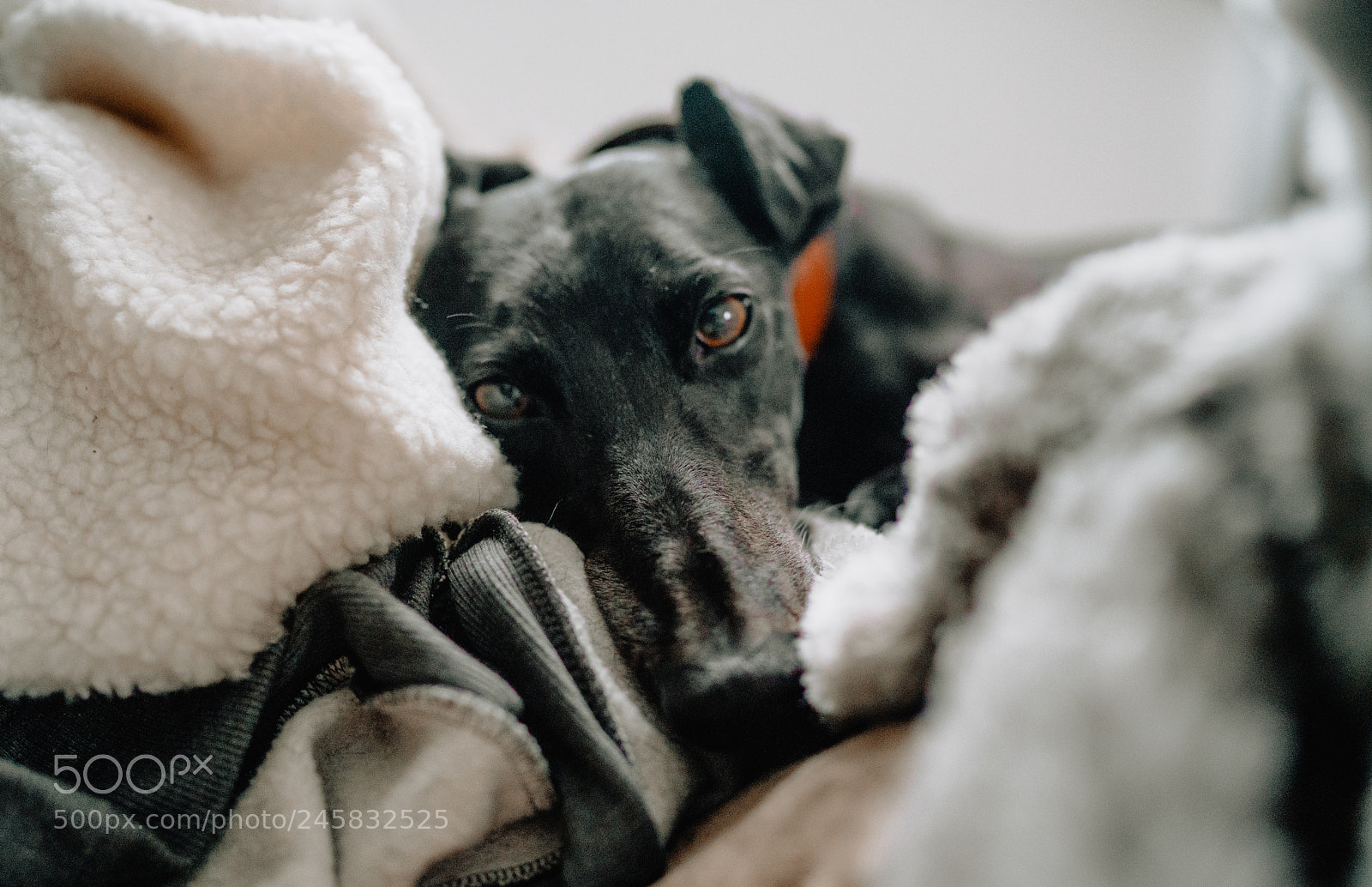 Sony a7R II sample photo. Ruby photography