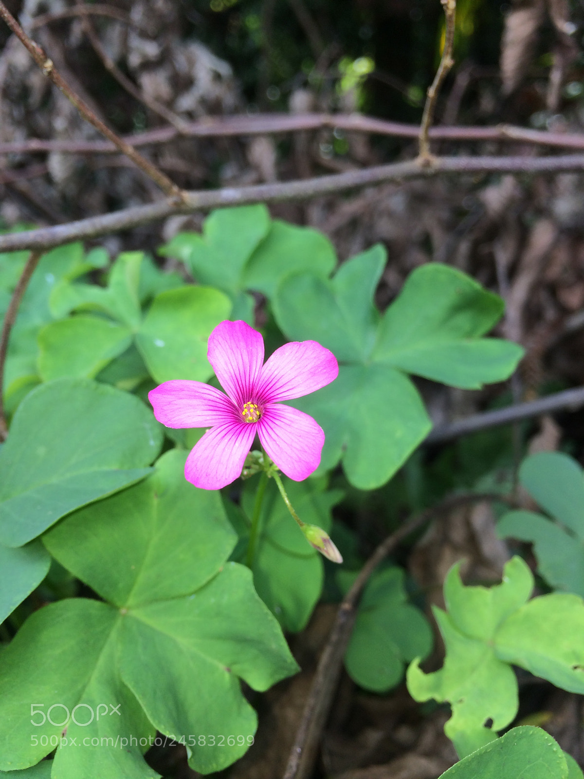 Apple iPhone 5s sample photo. Untitled photography