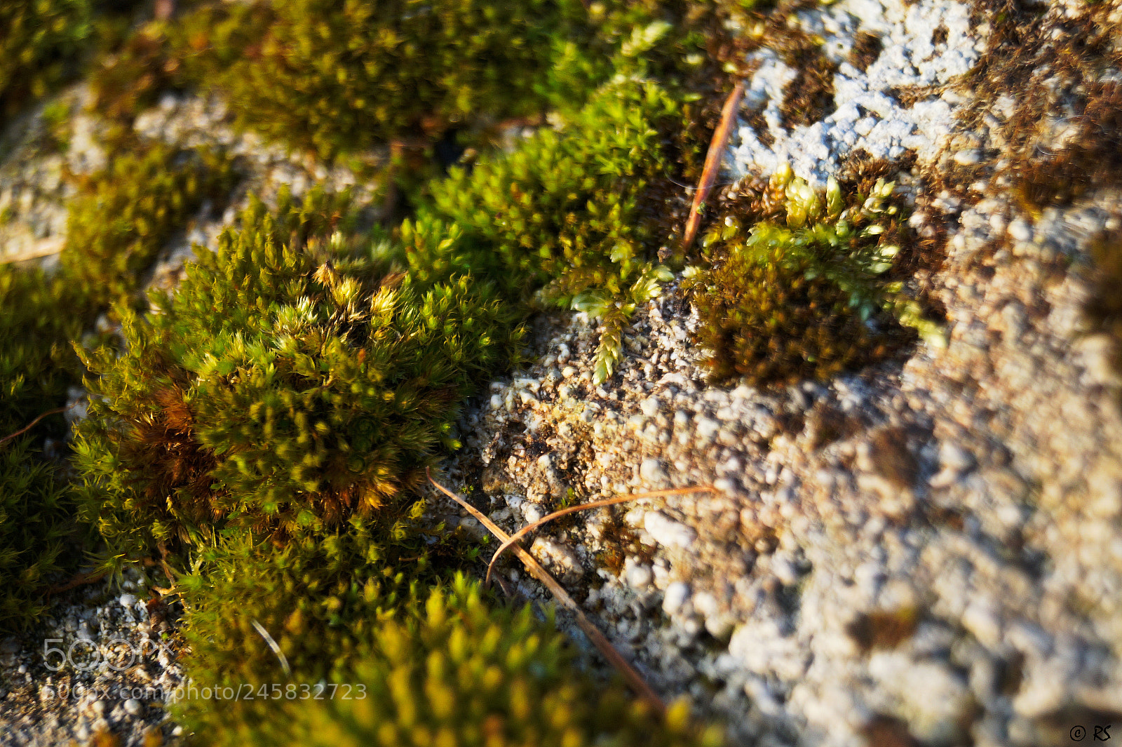 Sony SLT-A58 sample photo. Stone/moss/snow 2 photography