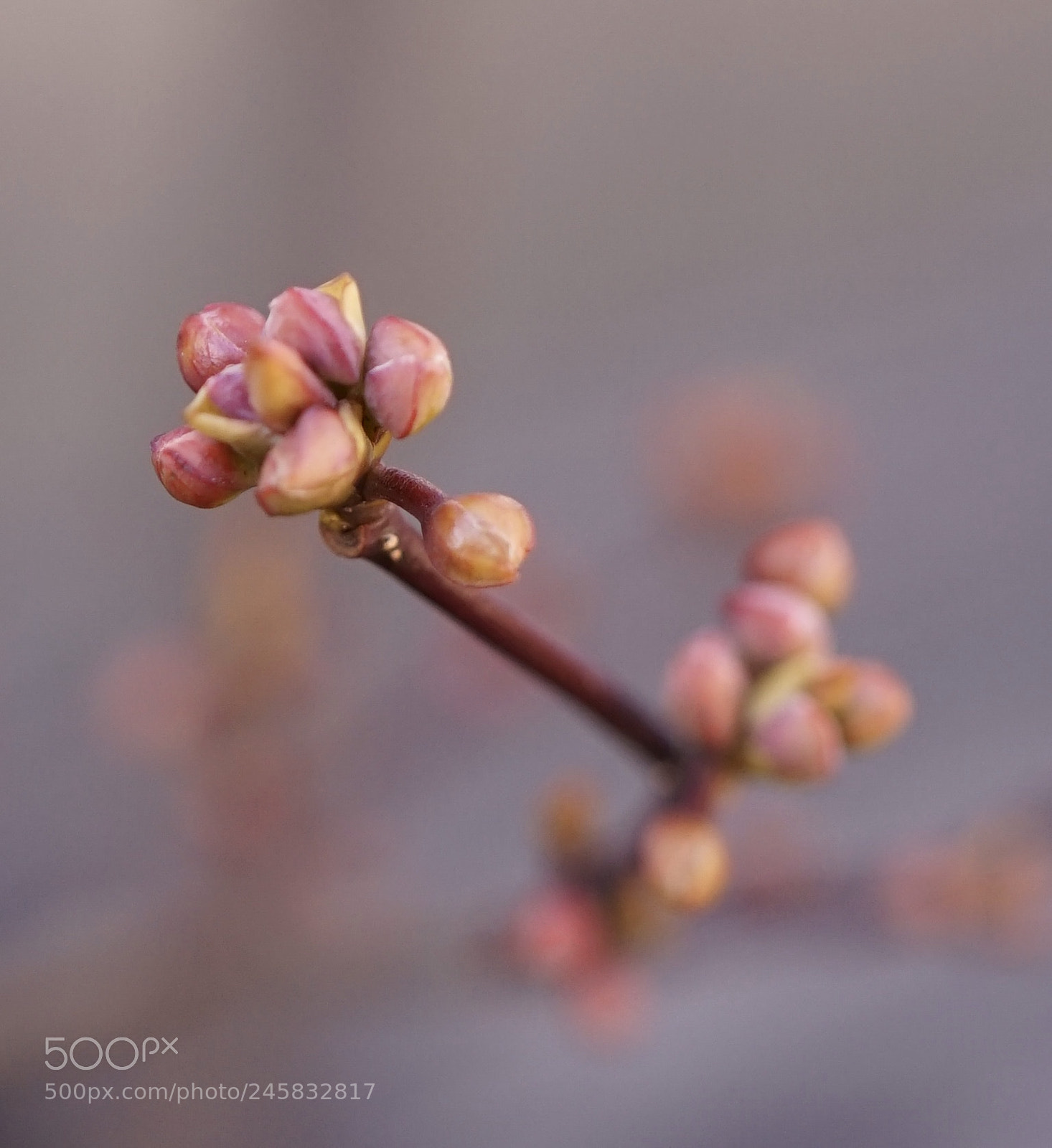 Sony a7 II sample photo. Signs of spring. photography