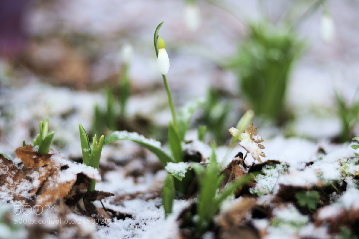 Sony SLT-A99V sample photo. Snowdrop on snow photography
