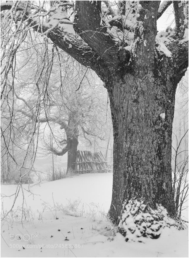 Pentax K-5 II sample photo. Winter composition photography