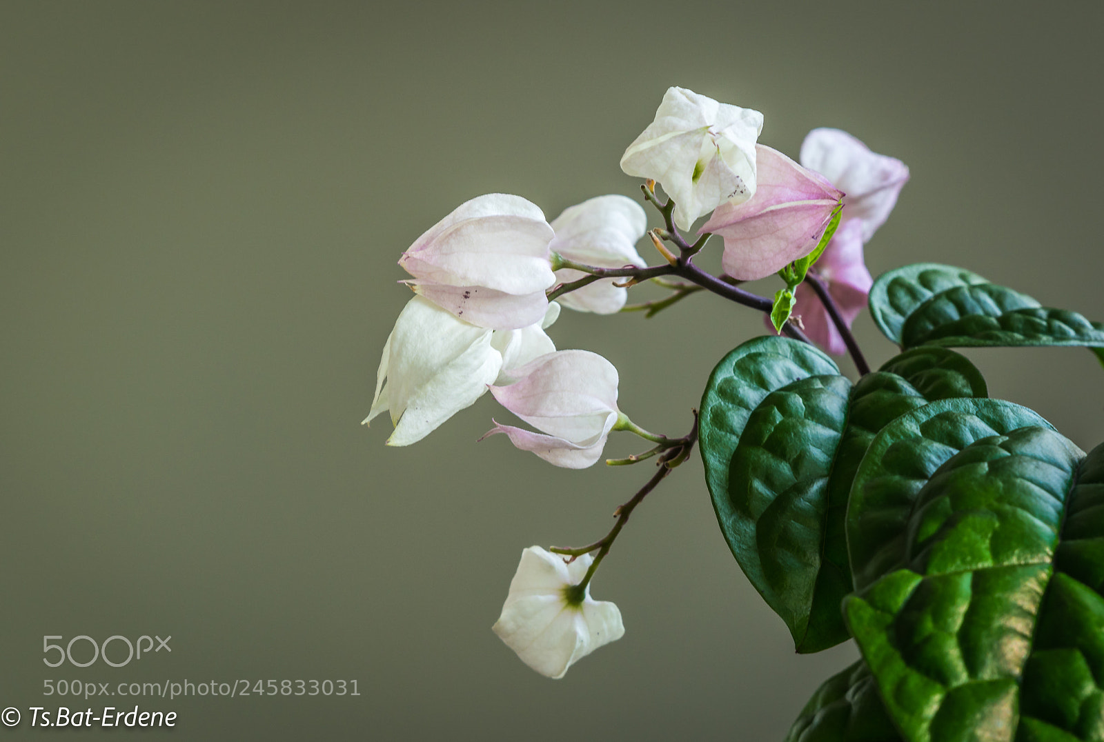 Sony a7R III sample photo. I like flowers..in my photography