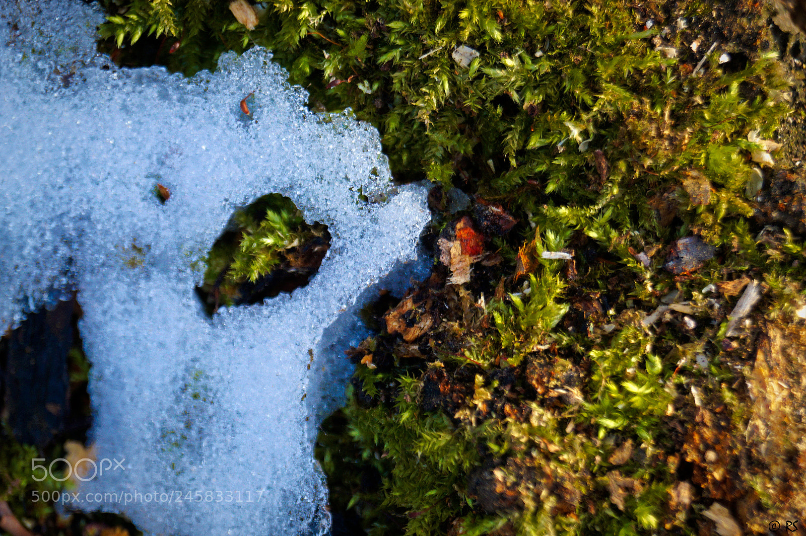Sony SLT-A58 sample photo. Moss/snow photography