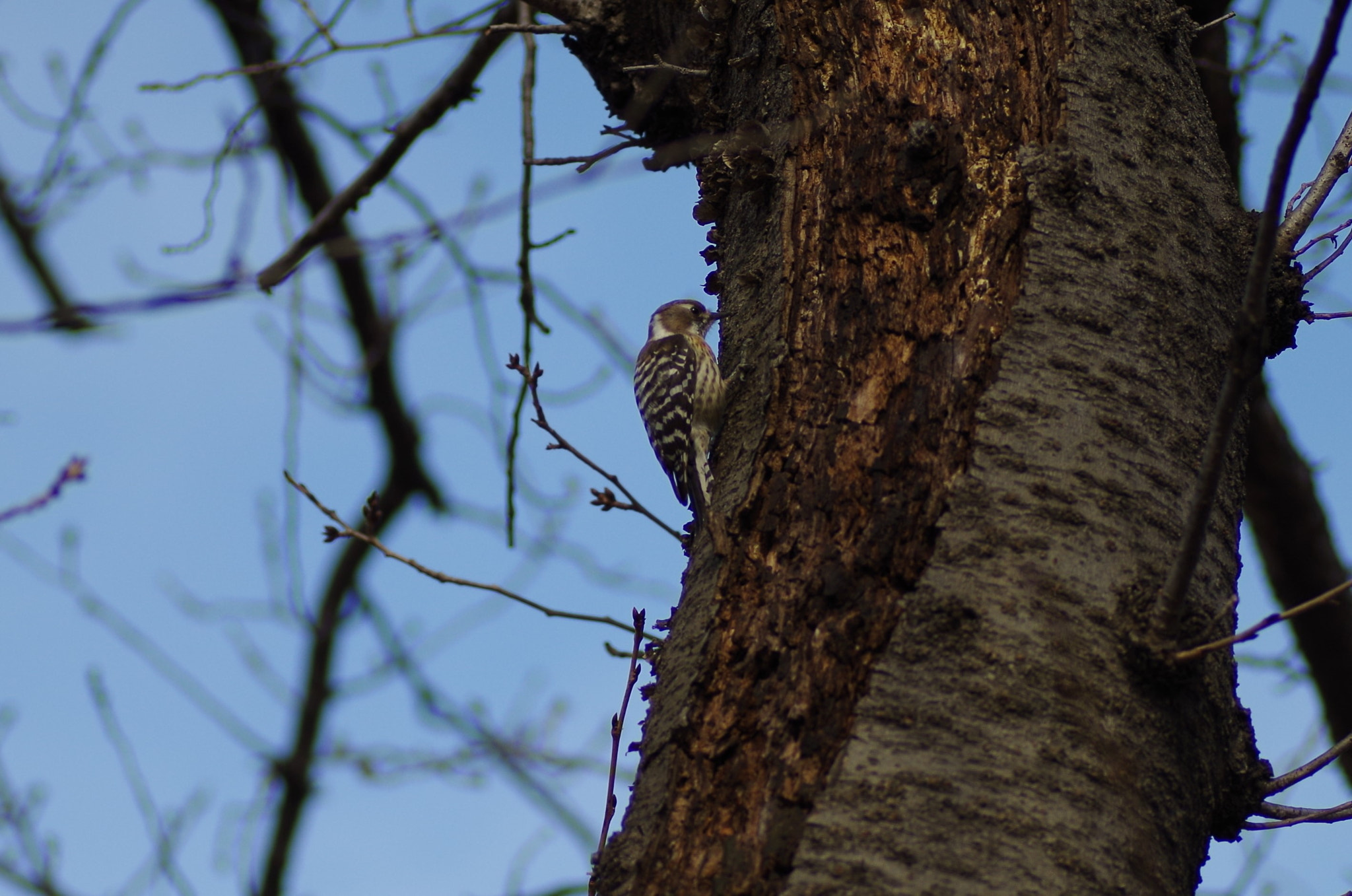 Pentax K-30 + Tamron SP AF 90mm F2.8 Di Macro sample photo. コゲラ(japanese pygmy woodpecker) photography