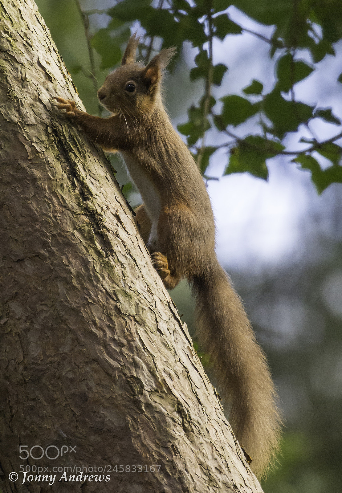 Nikon D7200 sample photo. Red squirrel photography