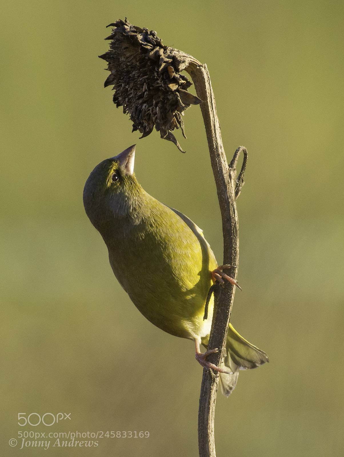 Nikon D7200 sample photo. Greenfinch photography