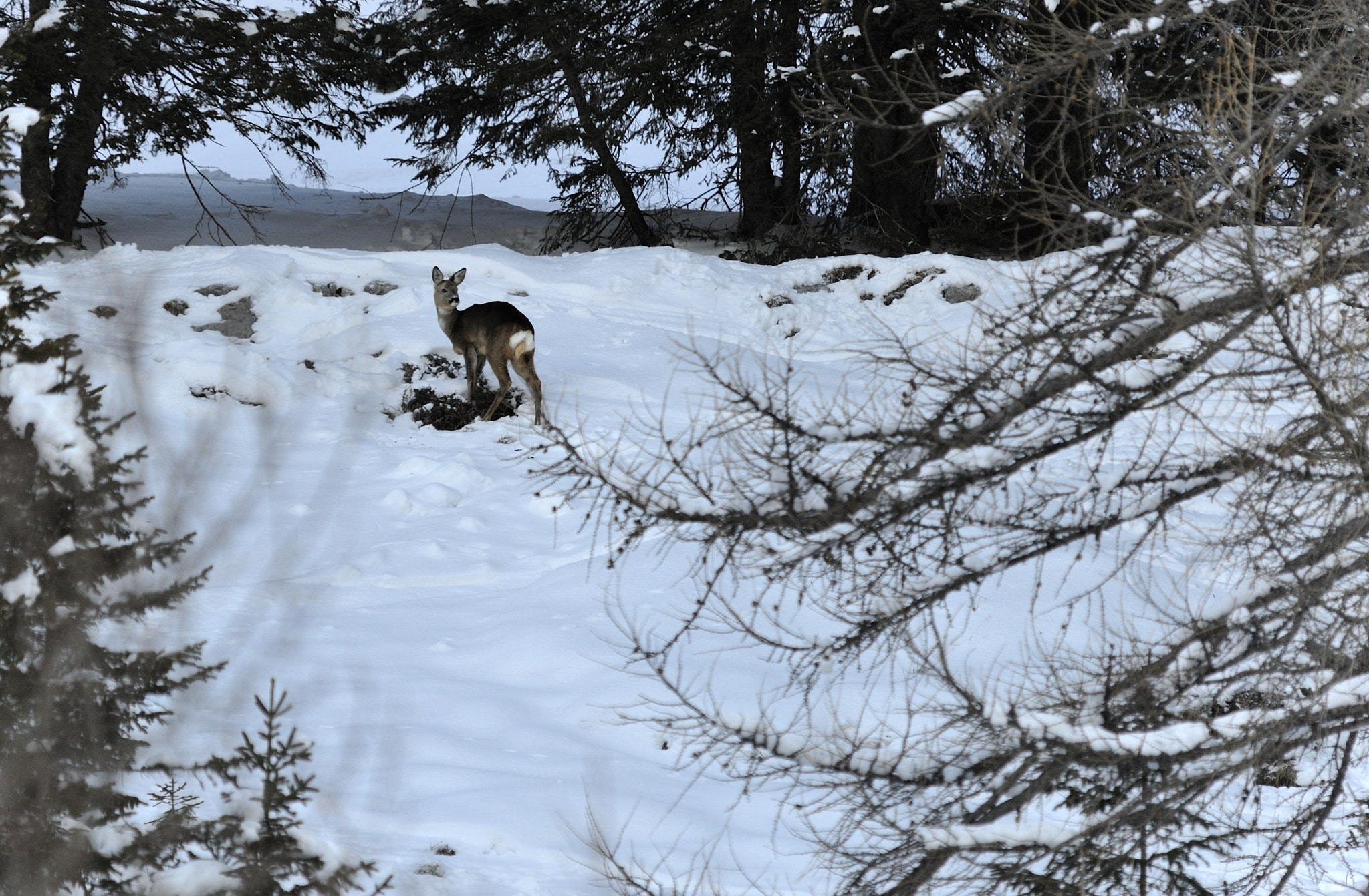 Nikon D3 + Sigma 150-500mm F5-6.3 DG OS HSM sample photo. Little deer pay attention! photography