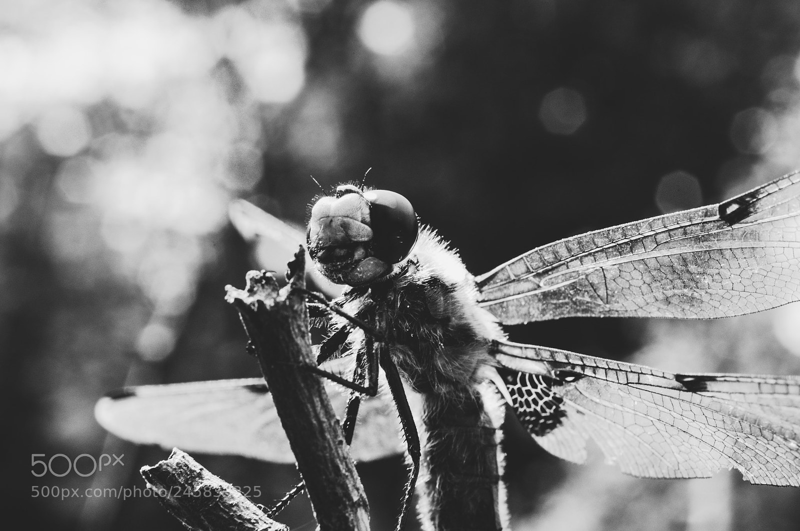 Nikon D90 sample photo. Dragonfly photography