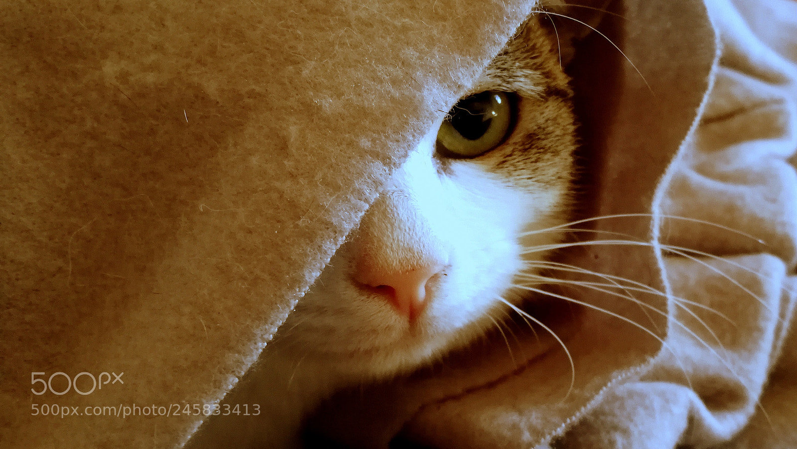 HUAWEI P10 sample photo. Kitty photography