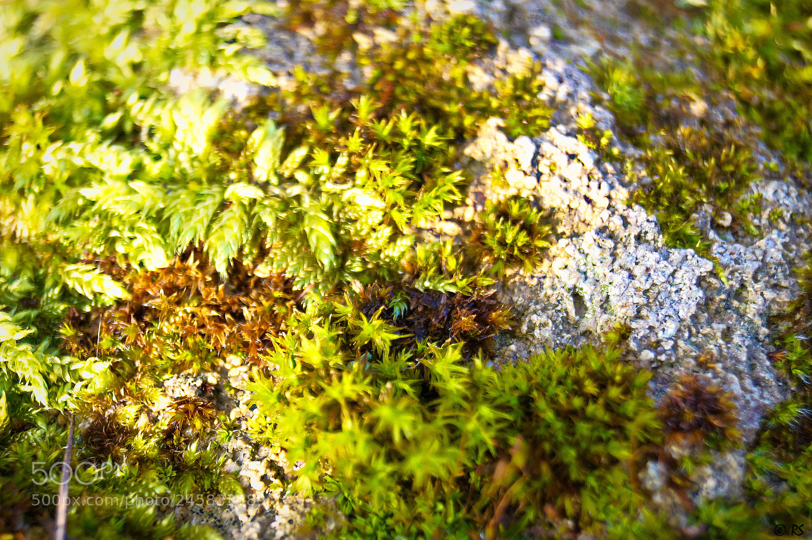 Sony SLT-A58 sample photo. Moss/stone 2 photography