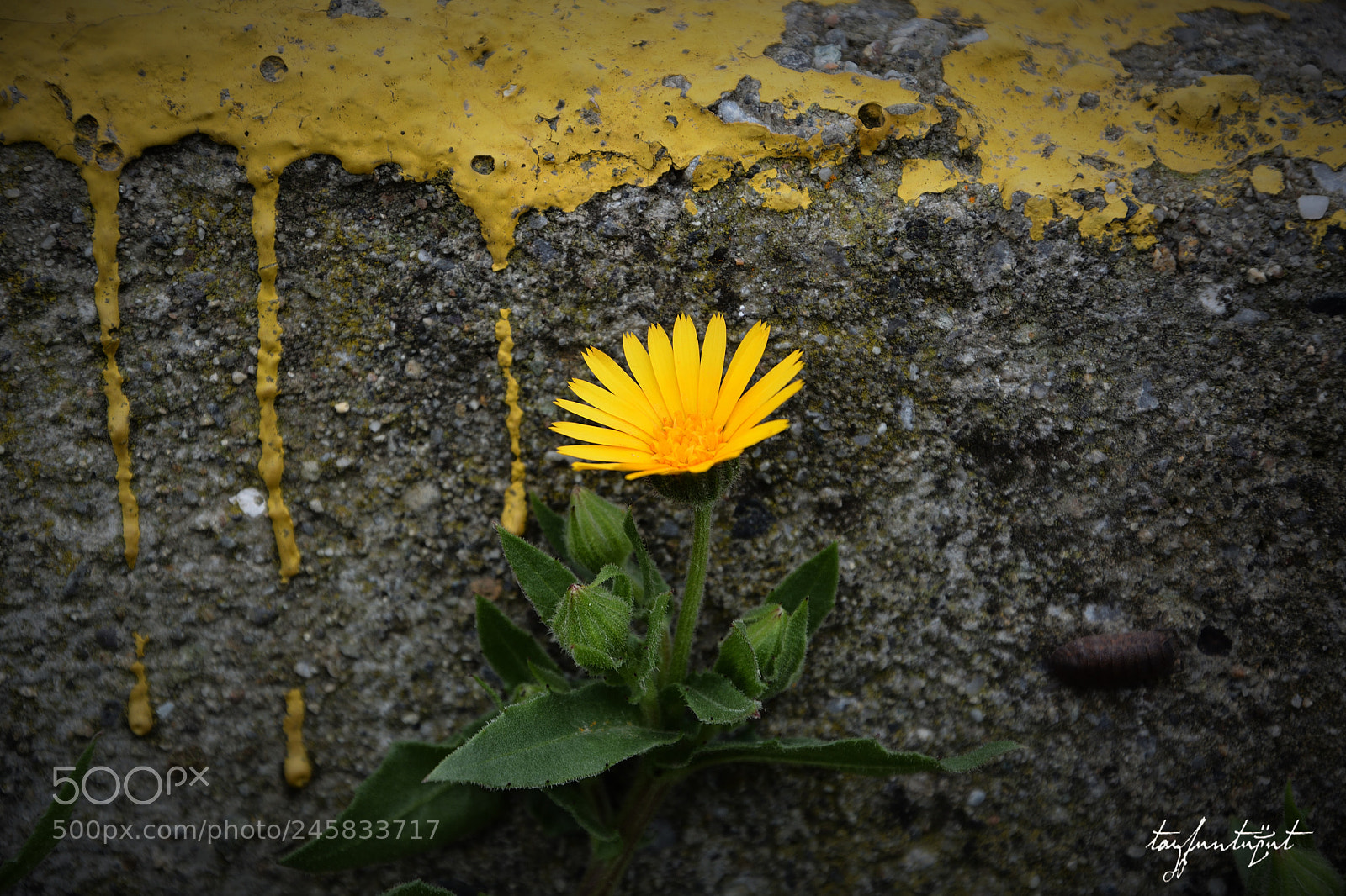 Nikon D5200 sample photo. Chamomile photography