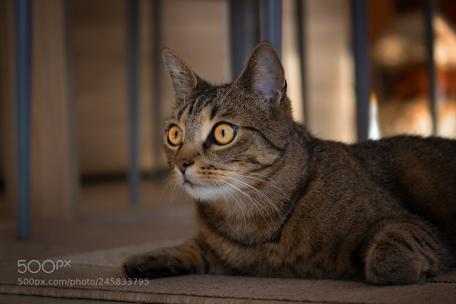 Canon EOS 600D (Rebel EOS T3i / EOS Kiss X5) sample photo. Edit edit photography