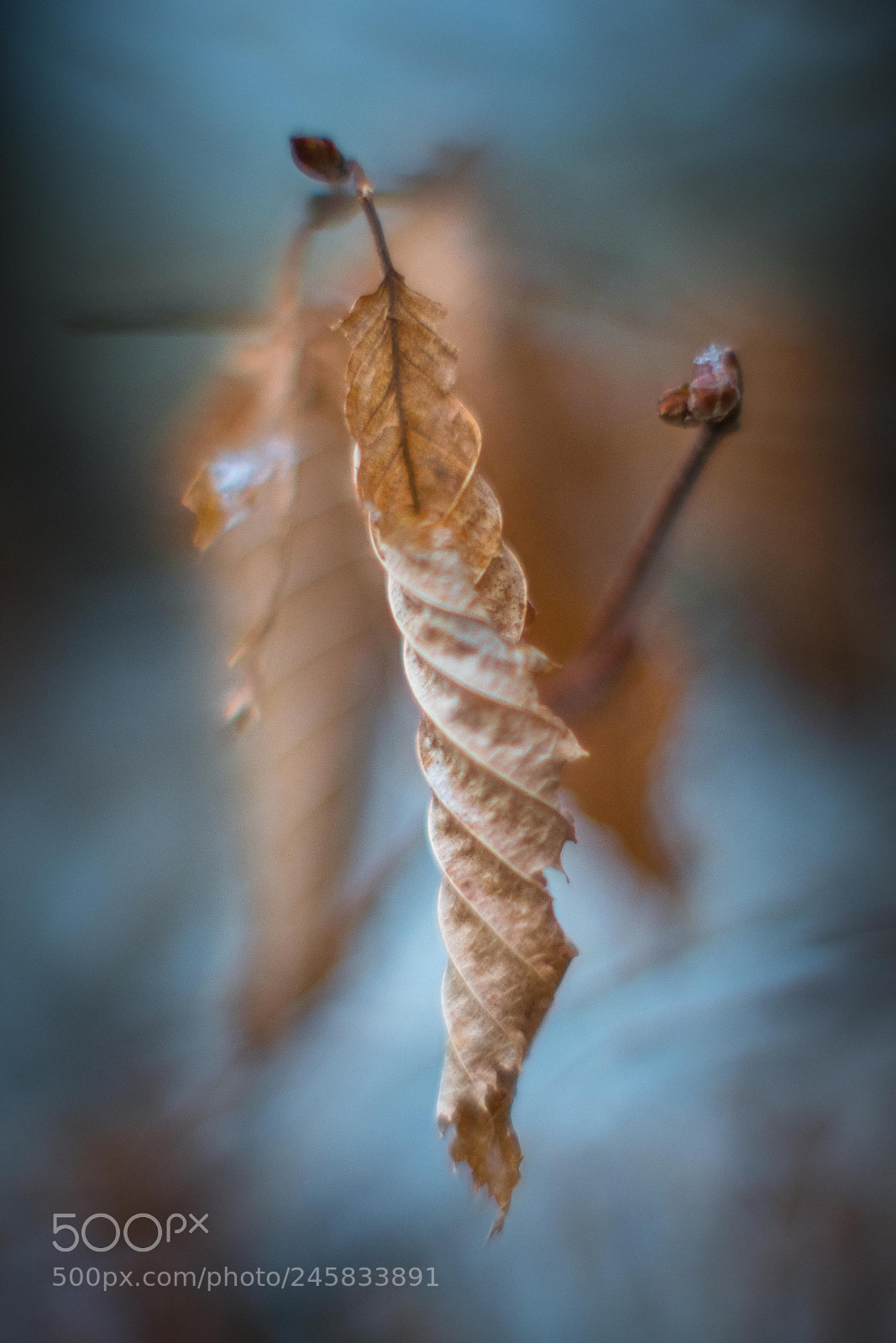 Fujifilm X-T2 sample photo. Leaf photography