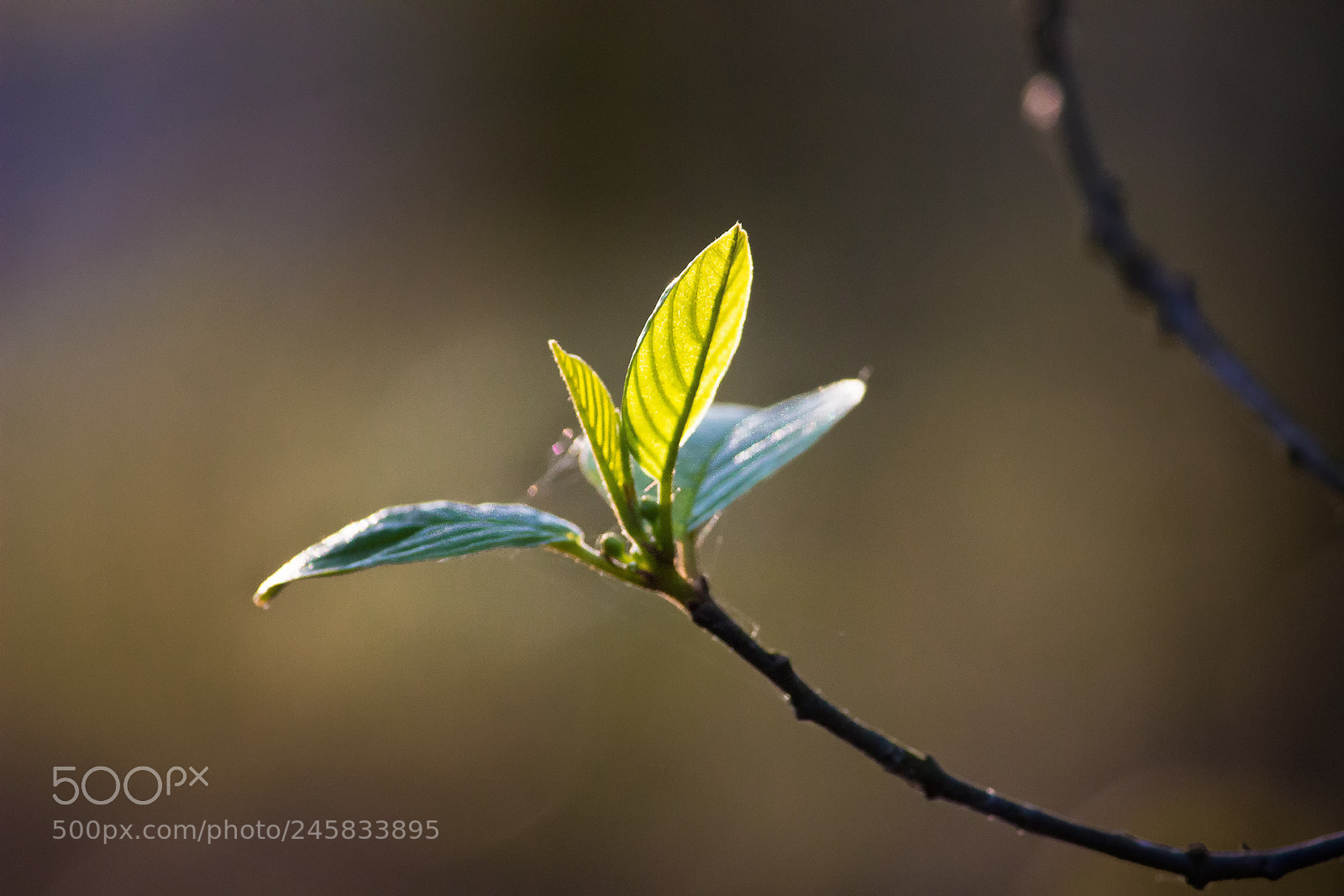 Canon EOS 600D (Rebel EOS T3i / EOS Kiss X5) sample photo. Edit edit edit photography