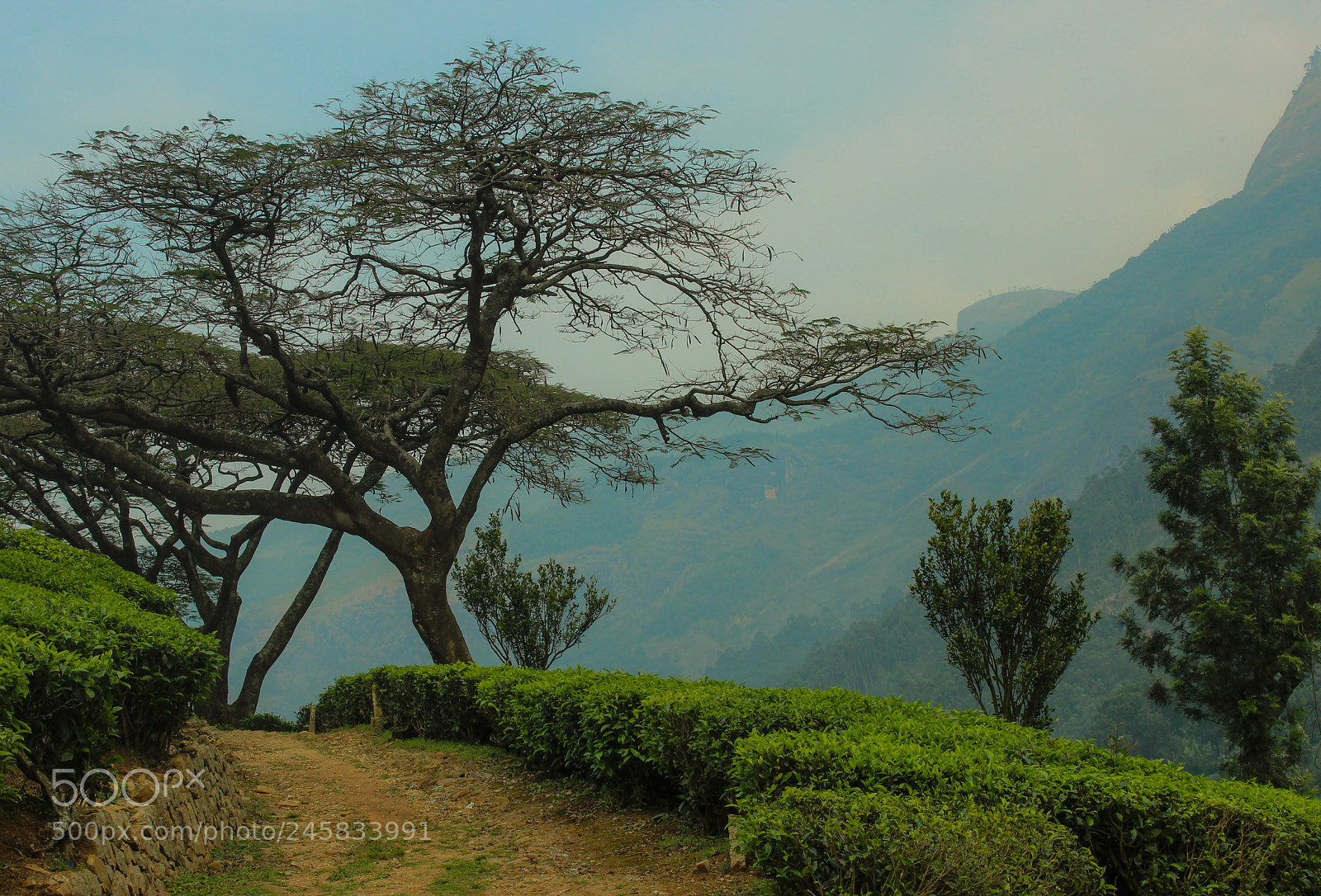 Canon EOS 600D (Rebel EOS T3i / EOS Kiss X5) sample photo. Munnar photography