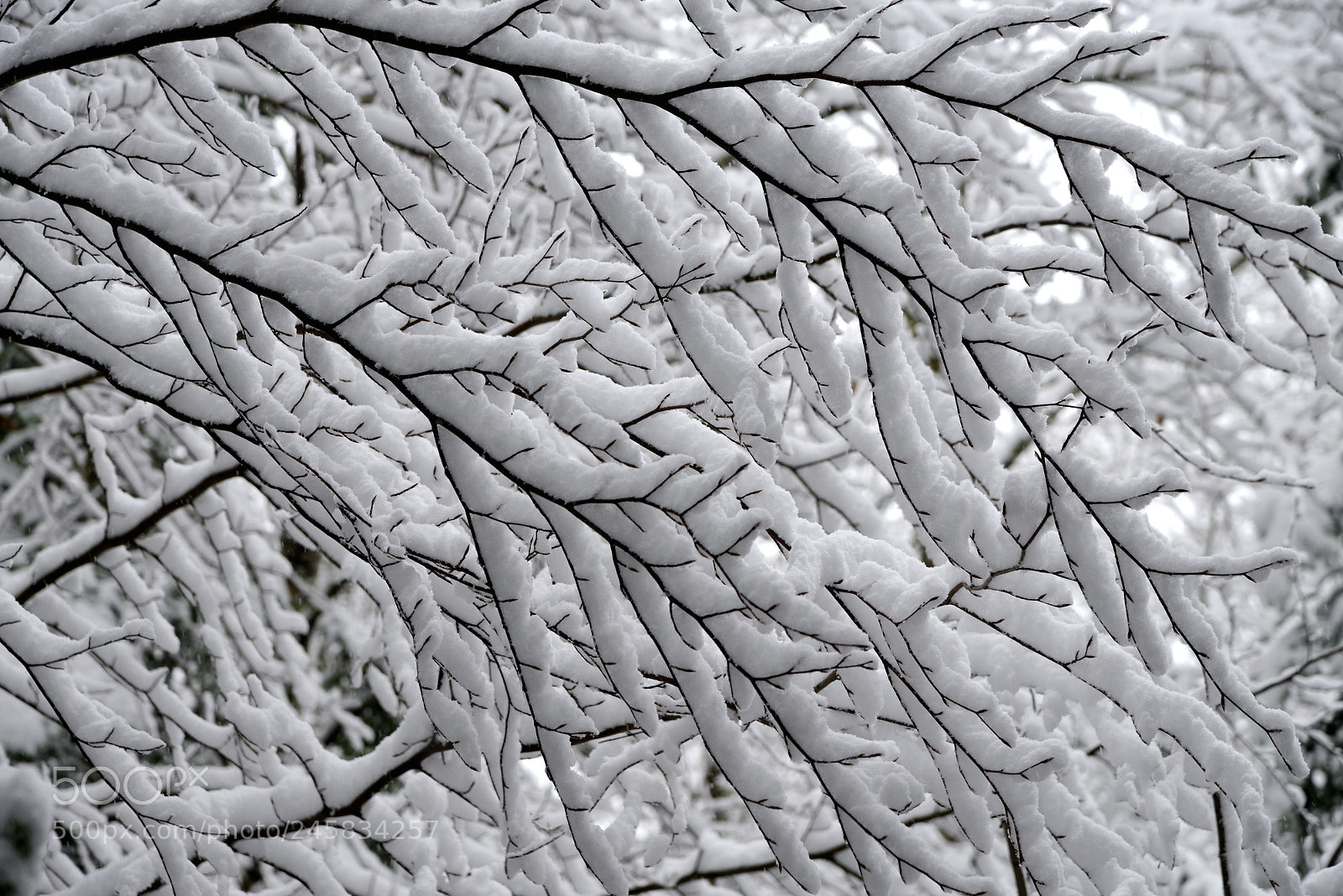 Nikon D800 sample photo. Synopses photography