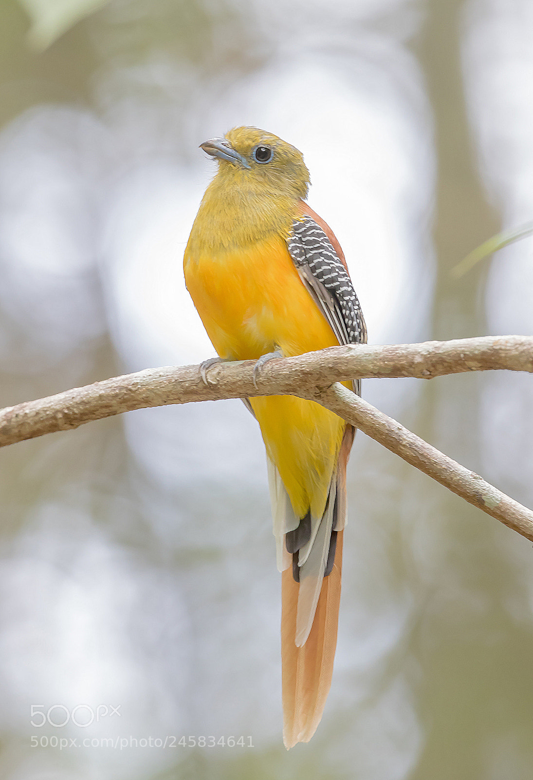 Canon EOS 7D Mark II sample photo. Orange breasted trogon in photography