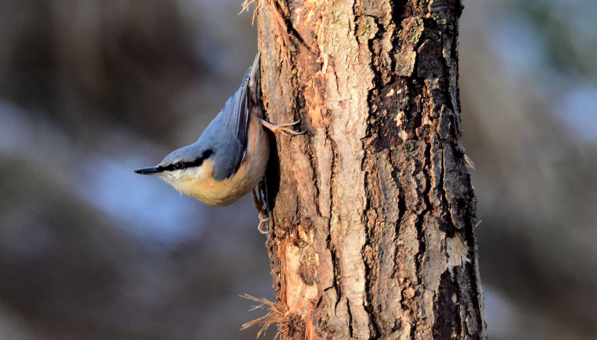 Nikon D5500 sample photo. Curious bird photography