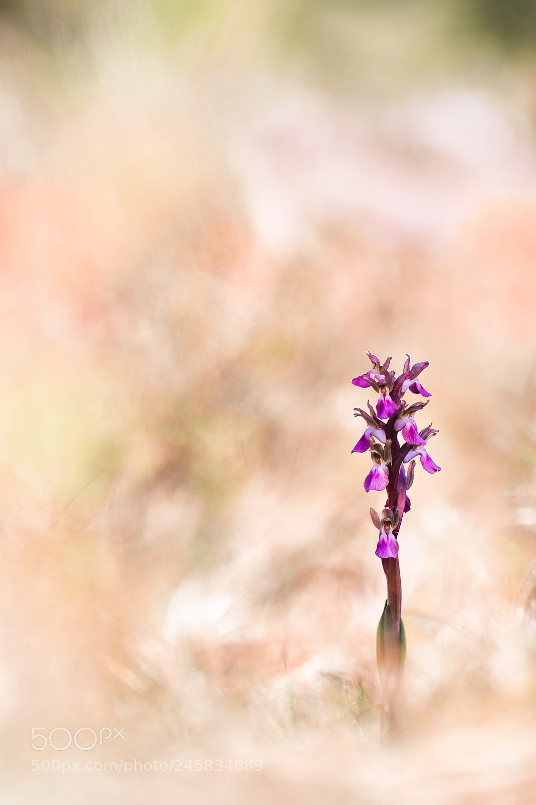 Fujifilm X-T10 sample photo. Anacamptys collina 18 in photography