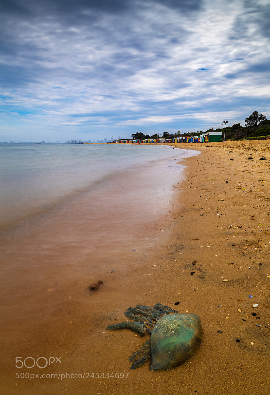 Nikon D5 sample photo. Jellyfish on beach photography