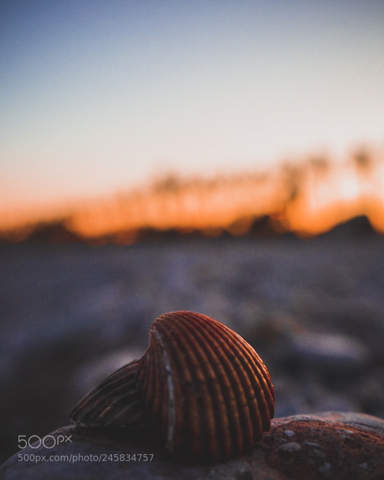 Sony a7 II sample photo. Enjoy the little things photography