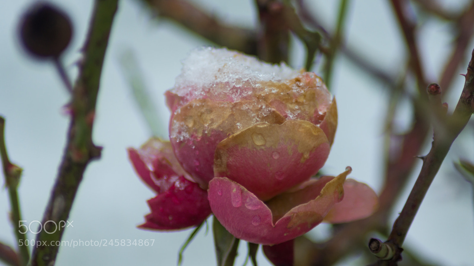 Sony SLT-A65 (SLT-A65V) sample photo. Rose and ice photography