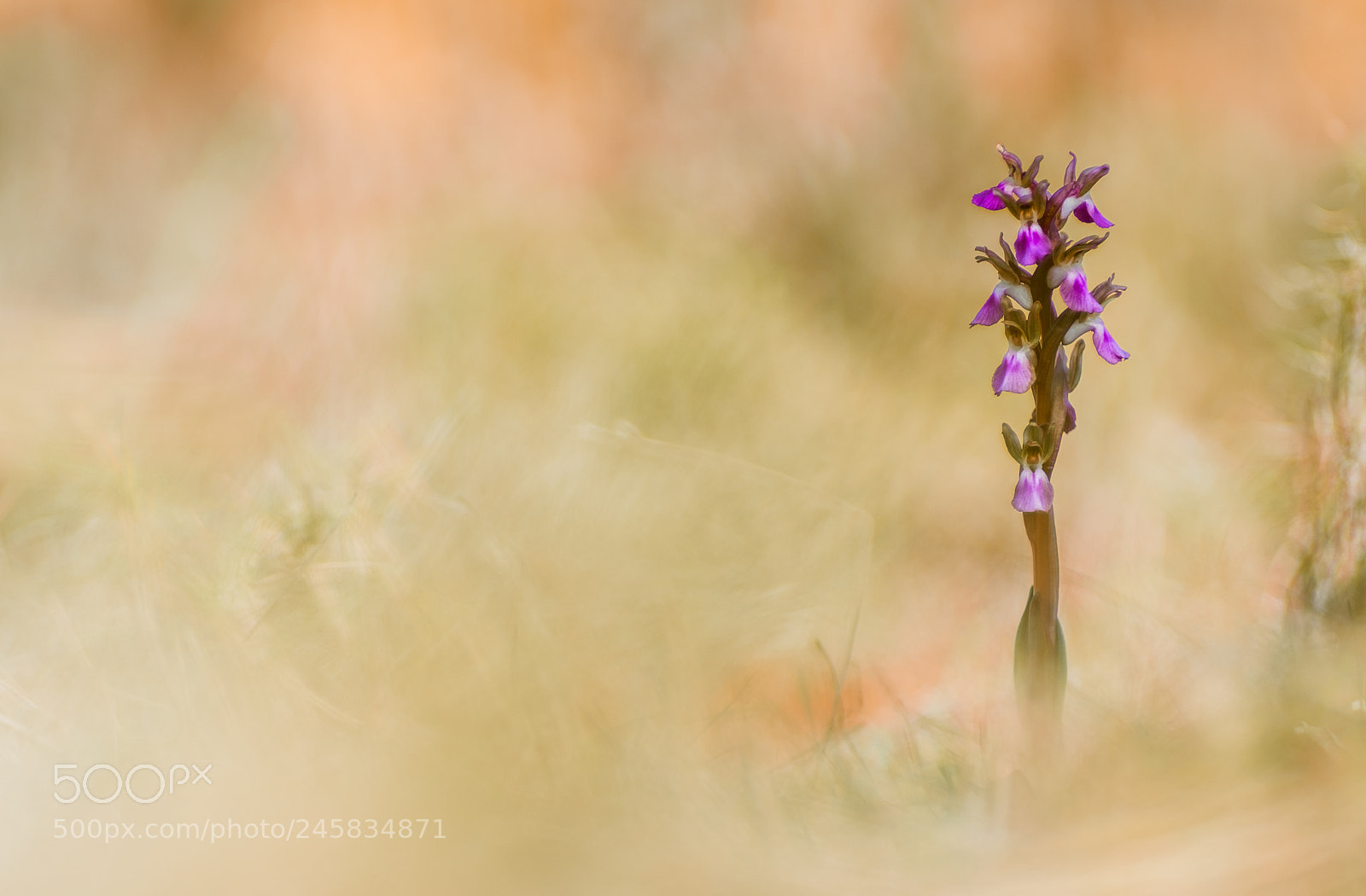 Fujifilm X-T10 sample photo. Anacamptys collina 18 emerging photography