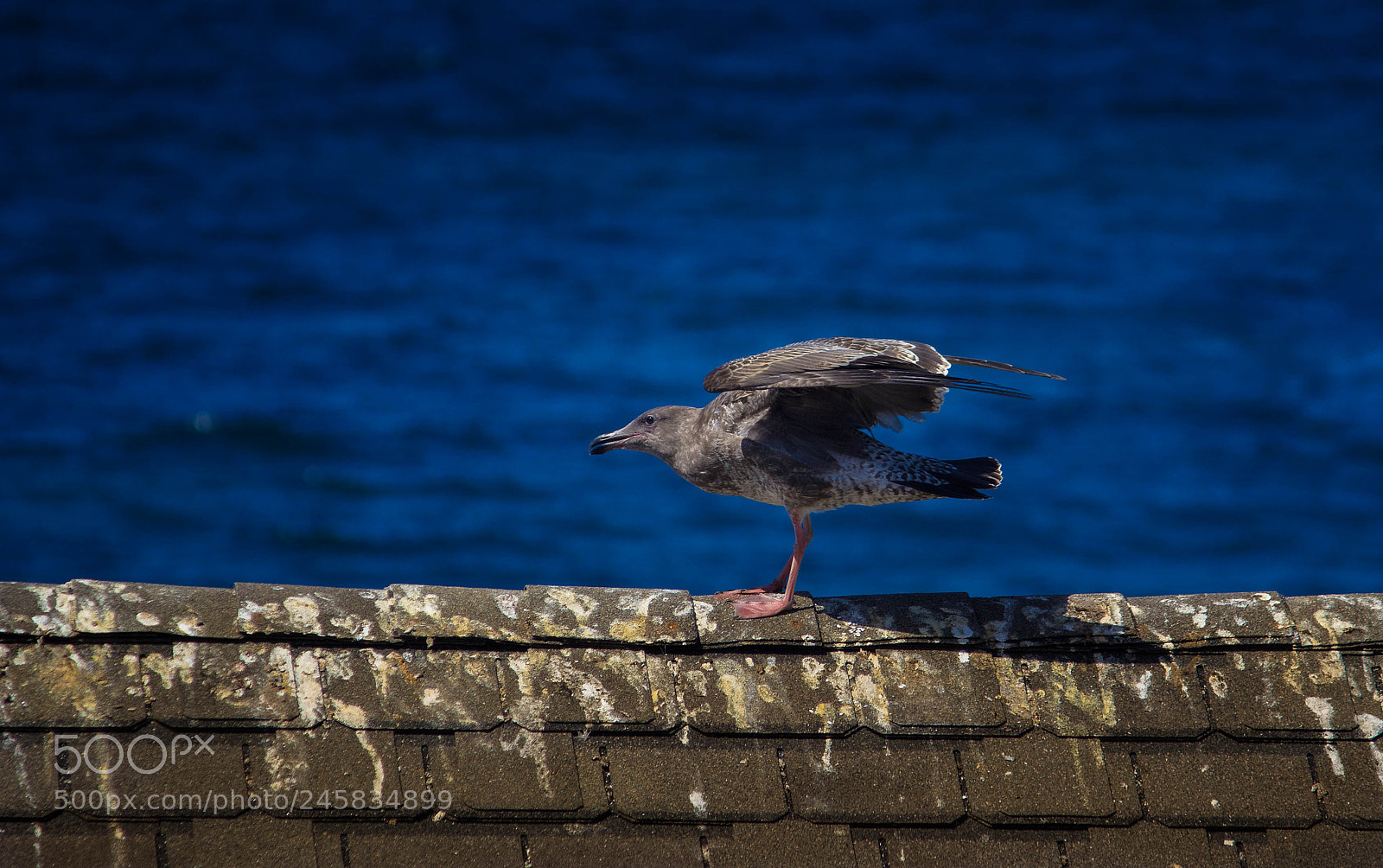 Canon EOS 600D (Rebel EOS T3i / EOS Kiss X5) sample photo. Edit edit photography