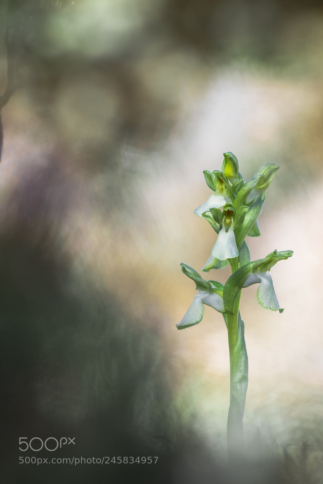 Fujifilm X-T10 sample photo. Hypochromatic anacamptys collina 18´ photography