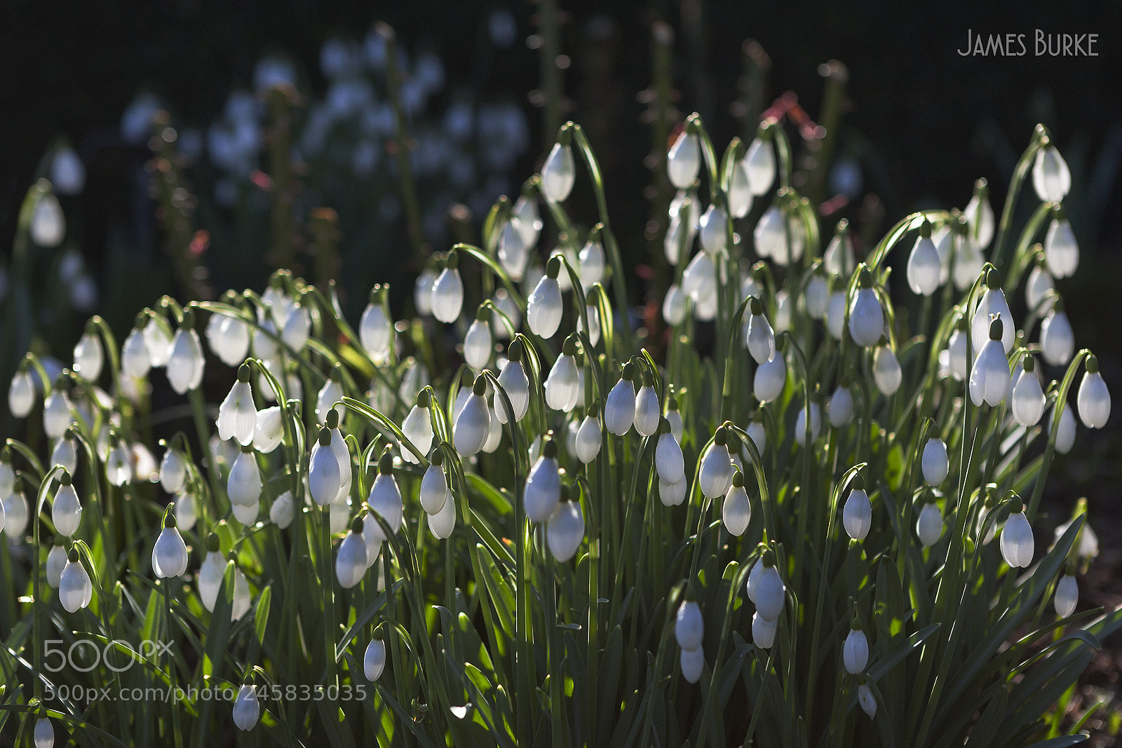 Canon EOS 5D sample photo. Snowdrop spring photography