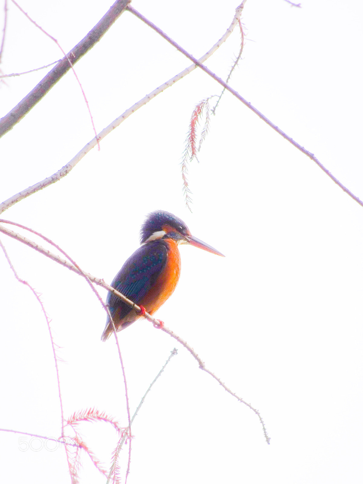 Sony Cyber-shot DSC-HX90V sample photo. A kingfisher photography