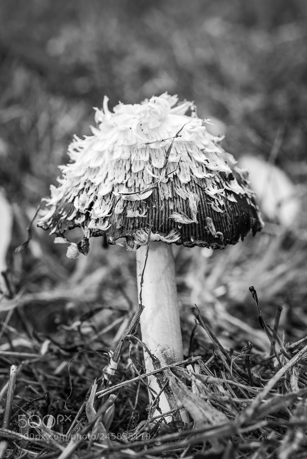Nikon D810 sample photo. Mushroom photography