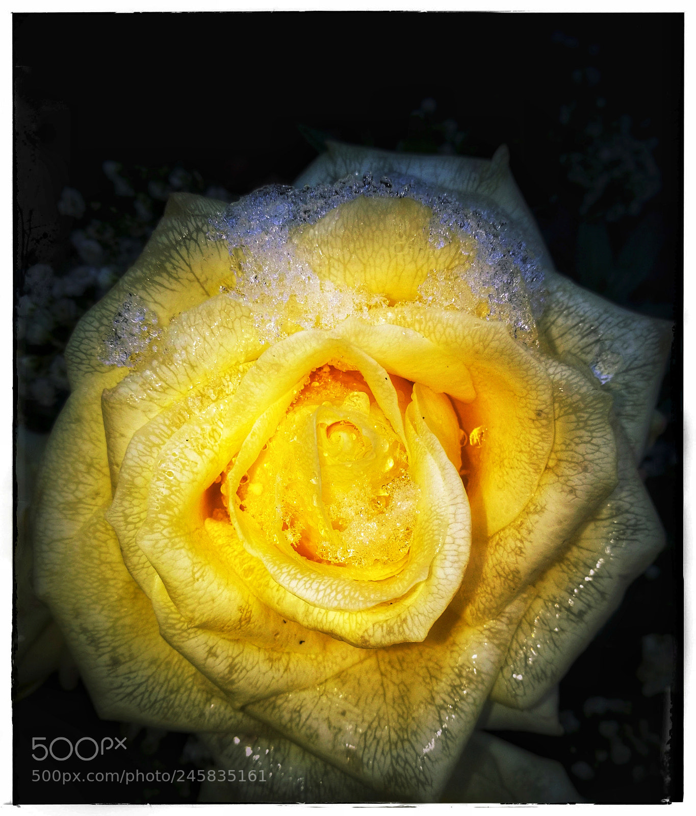 HUAWEI Honor 8 sample photo. Yellow frost photography