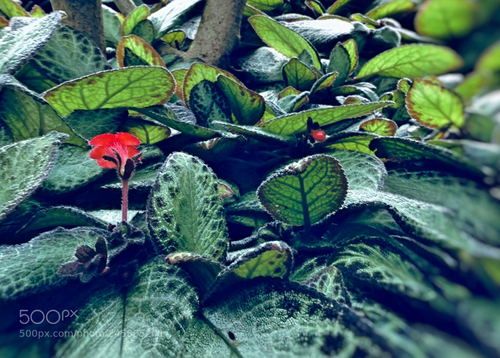 Apple iPhone 5 sample photo. The palm house photography