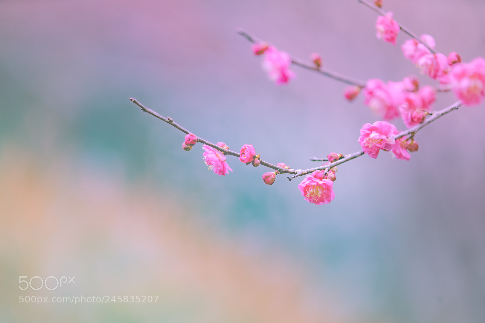 Sony a7 II sample photo. 春の香り photography