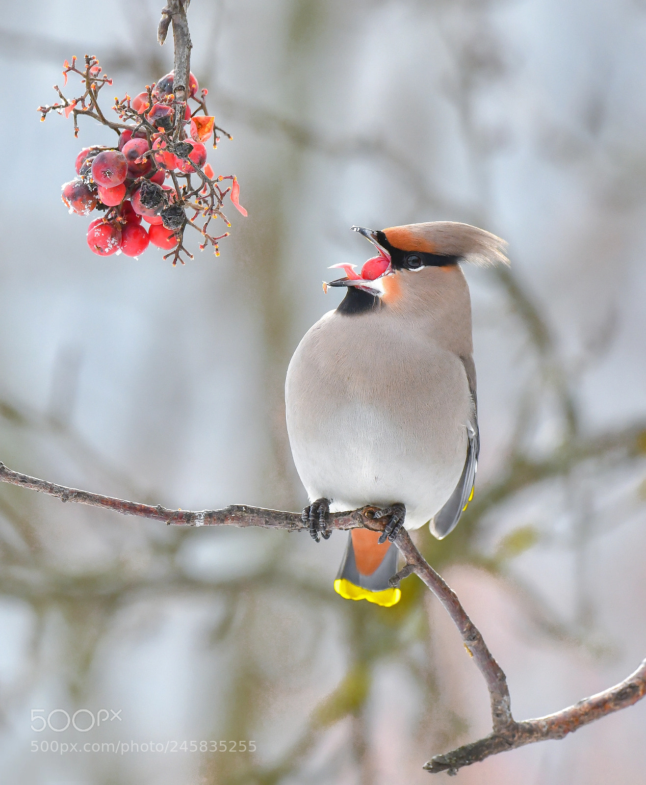 Nikon D850 sample photo. Waxwing photography