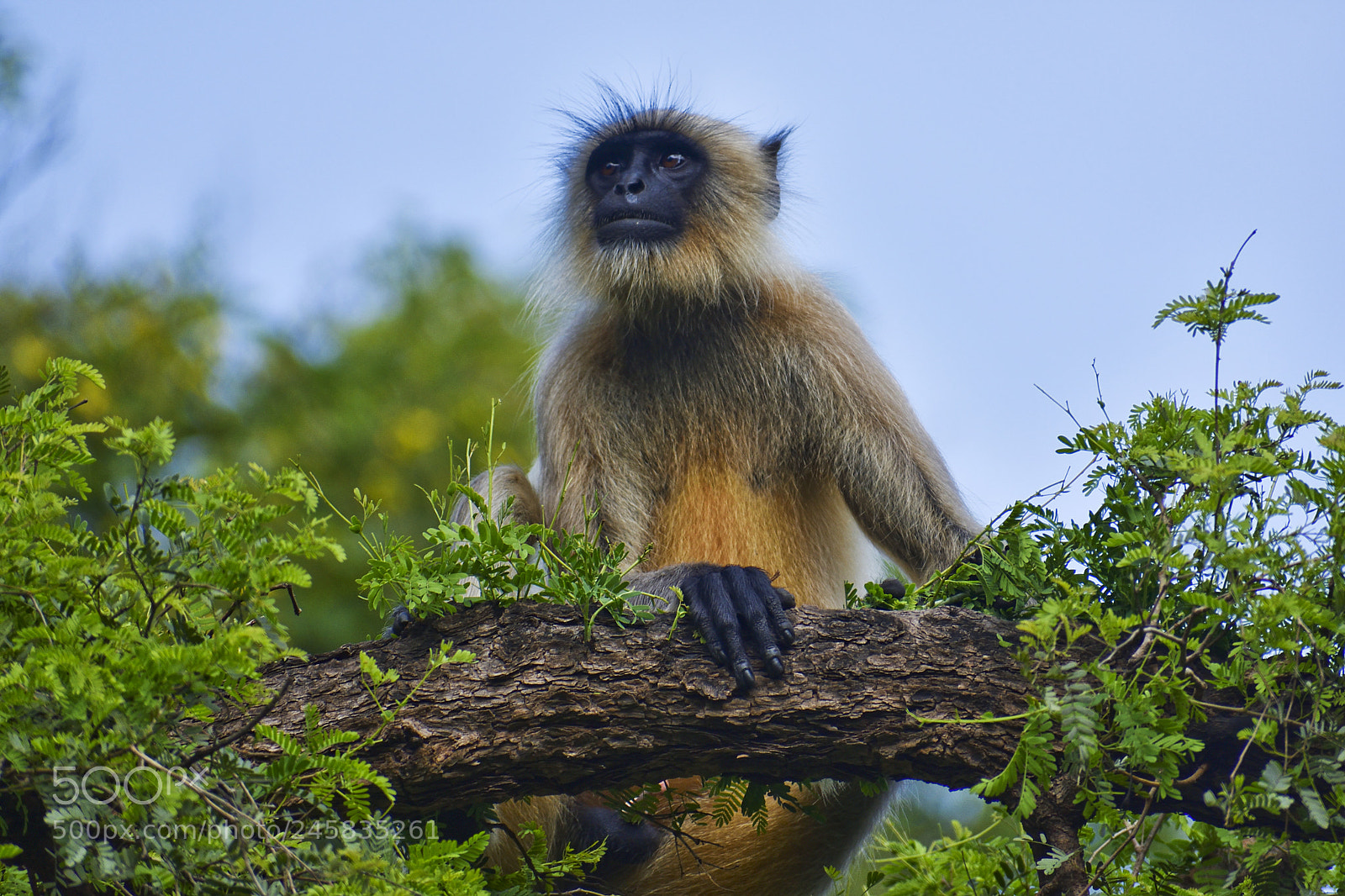 Nikon D3400 sample photo. Gray langur (monkey) photography