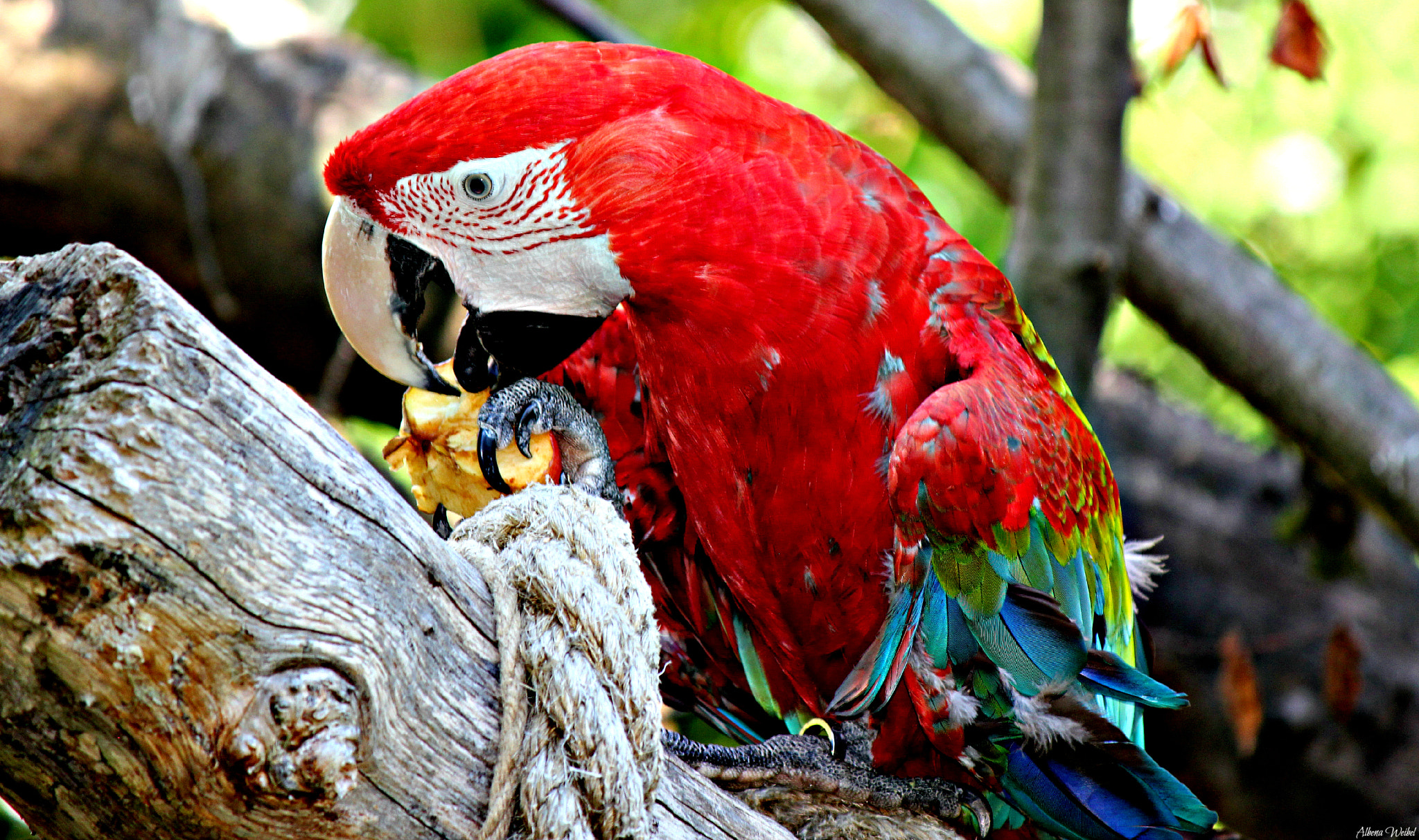 Canon EF-S 55-250mm F4-5.6 IS sample photo. Pedro..... photography