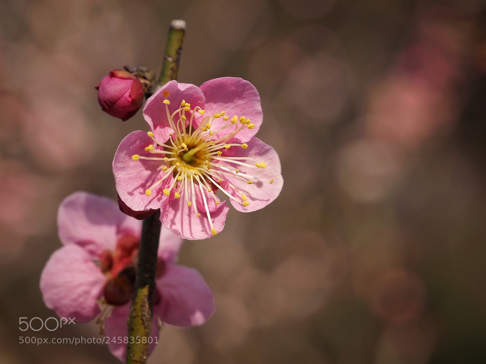 Olympus PEN E-PL7 sample photo. Japanese plum photography