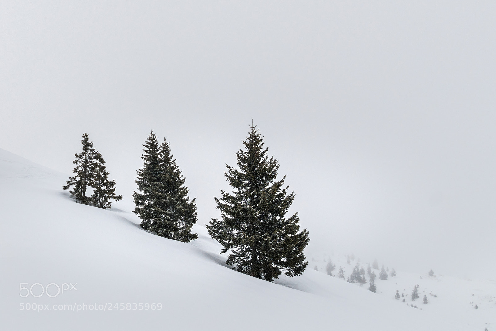 Nikon D850 sample photo. Whiteout photography
