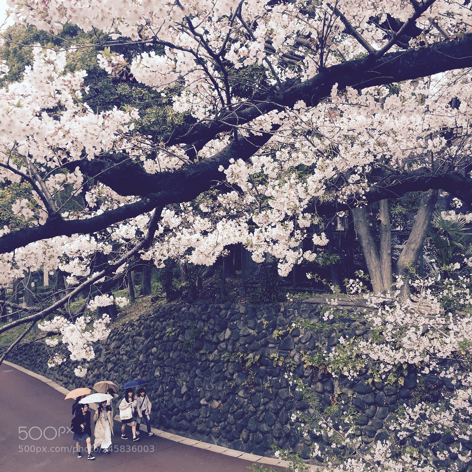 Apple iPhone 6 sample photo. Sakura? photography