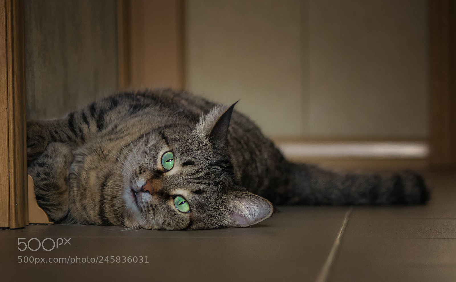 Canon EOS 600D (Rebel EOS T3i / EOS Kiss X5) sample photo. Edit edit photography