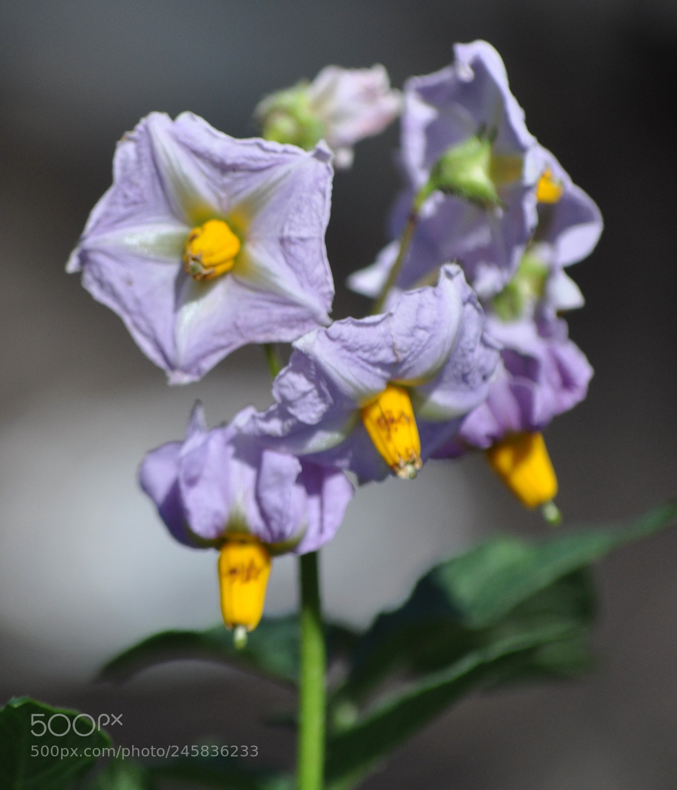 Nikon D5000 sample photo. Untitled photography