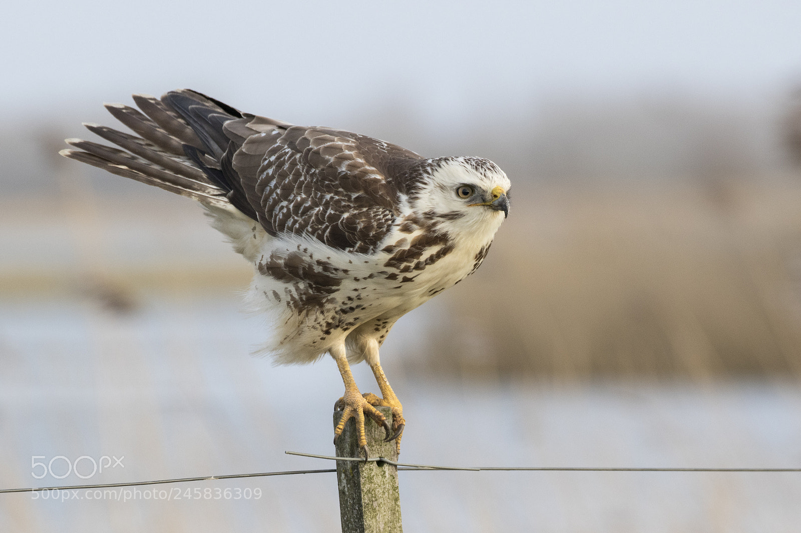 Canon EOS 7D Mark II sample photo. Blond commen buzzard photography