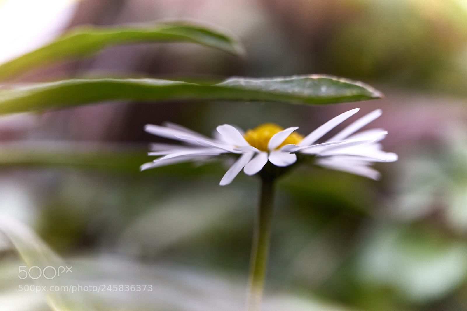 Sony a7 II sample photo. Winter daisy photography