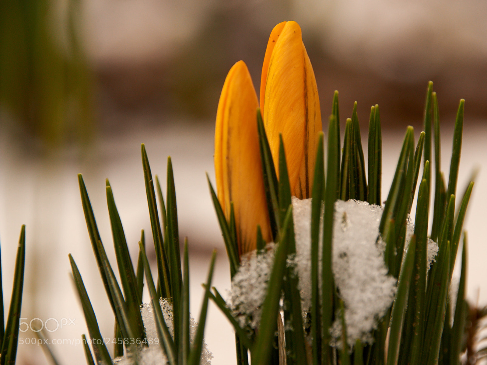 Sony SLT-A65 (SLT-A65V) sample photo. Crocus and snow 2 photography
