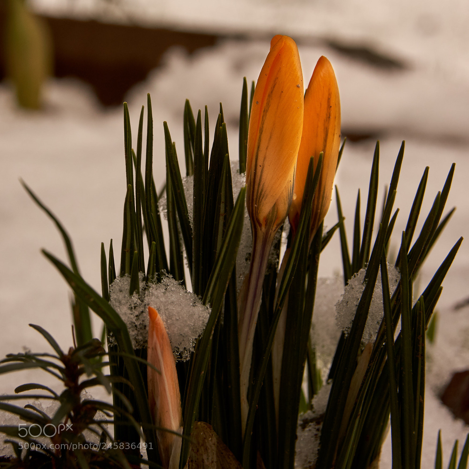 Sony SLT-A65 (SLT-A65V) sample photo. Crocus and snow 1 photography